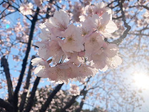 河津桜　浦安市内