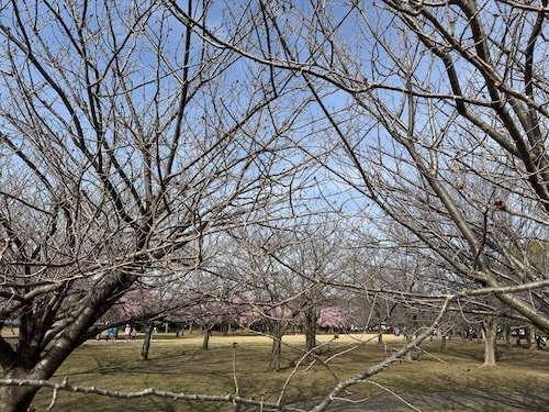 高州中央公園の桜