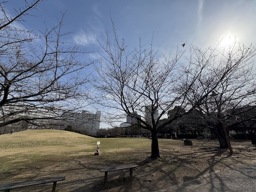 若潮公園の桜