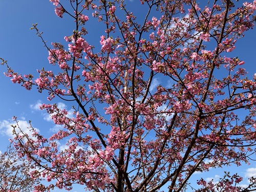 妙典 河津桜